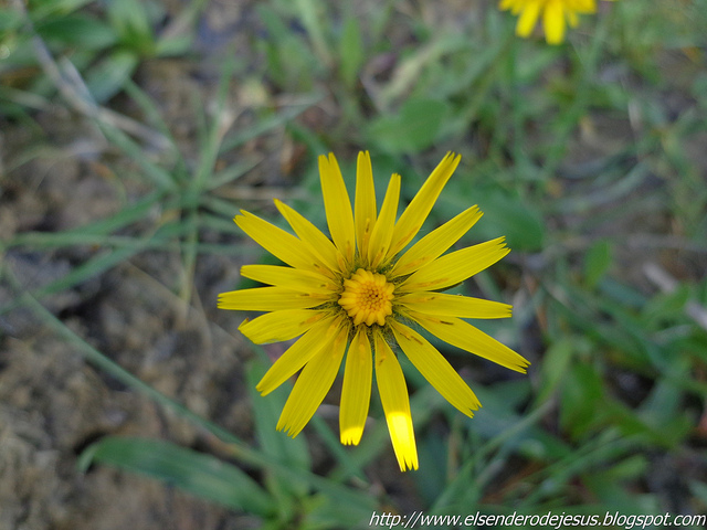 Laiteron délicat (Sonchus tenerrimus)