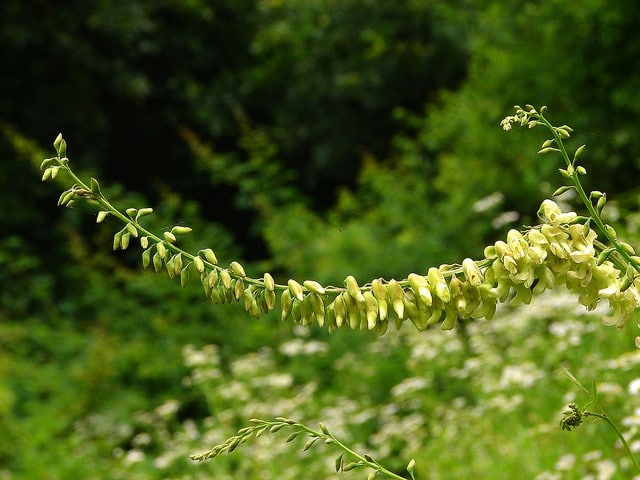 Sophore à fleurs jaunes