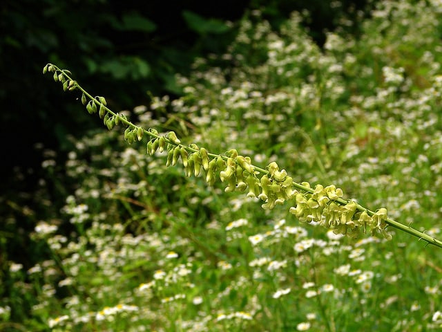 Sophore à fleurs jaunes