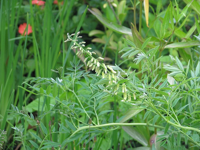 Sophore à fleurs jaunes