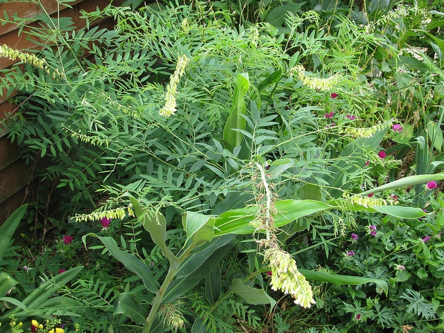 Sophore à fleurs jaunes (Sophora flavescens)
