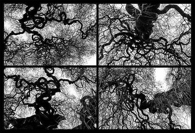 Arbre des pagodes