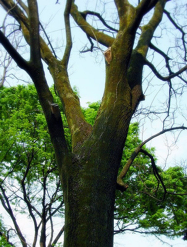 Arbre des pagodes