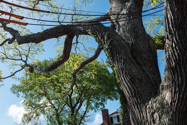 Arbre des pagodes