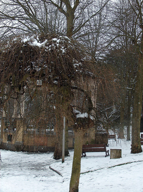 Arbre des pagodes