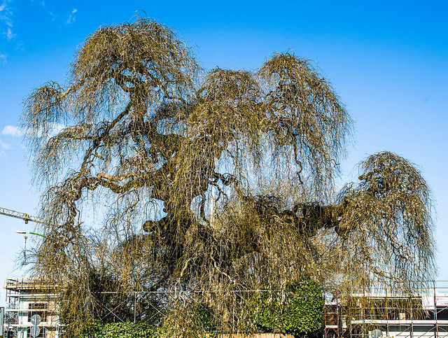Arbre des pagodes