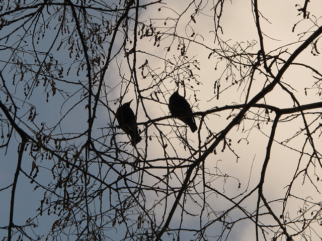 Arbre des pagodes (Sophora japonica)
