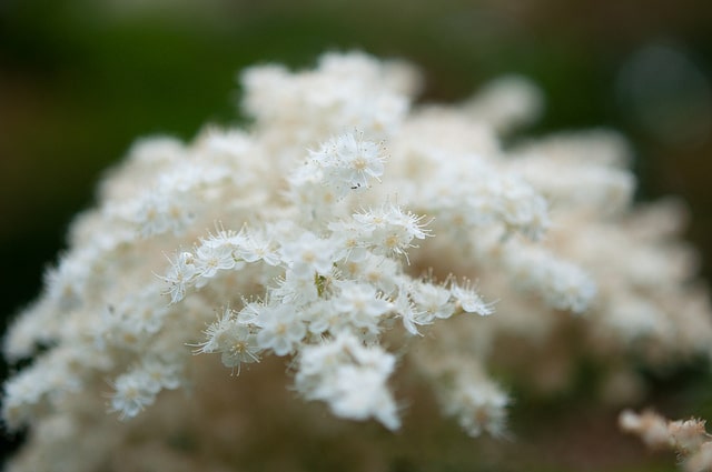 Sorbaria kirilowii (Sorbaria kirilowii)
