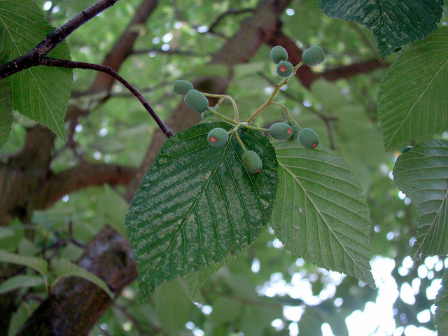 Alisier du japon (Sorbus alnifolia)