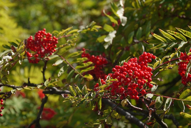 Sorbus americana