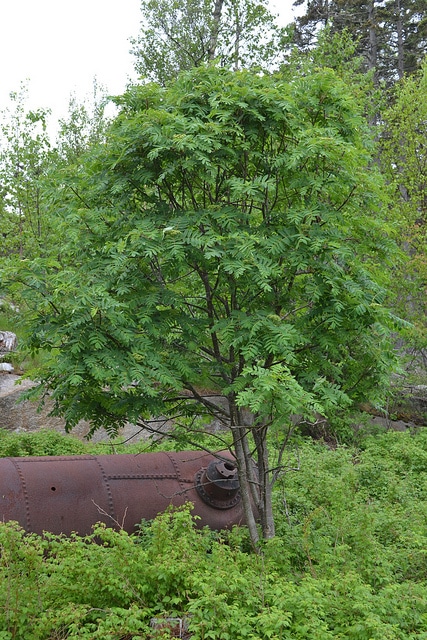 Sorbus americana