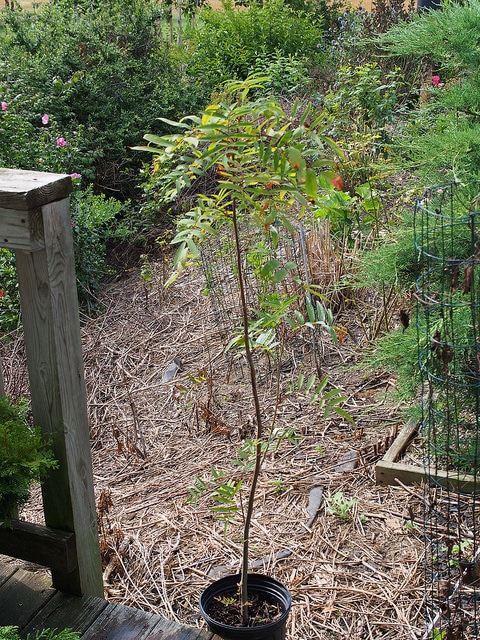 Sorbus americana