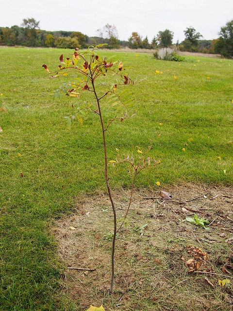 Sorbus americana