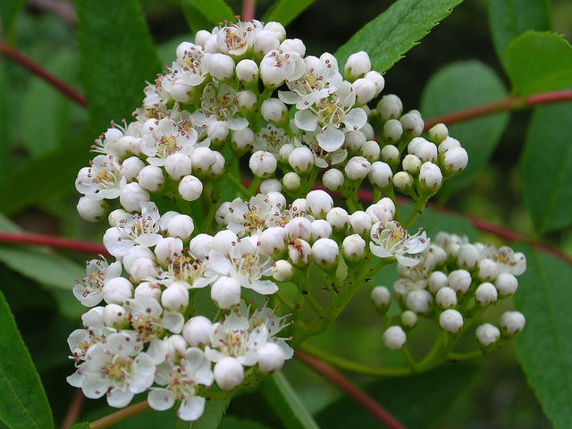 Sorbus americana