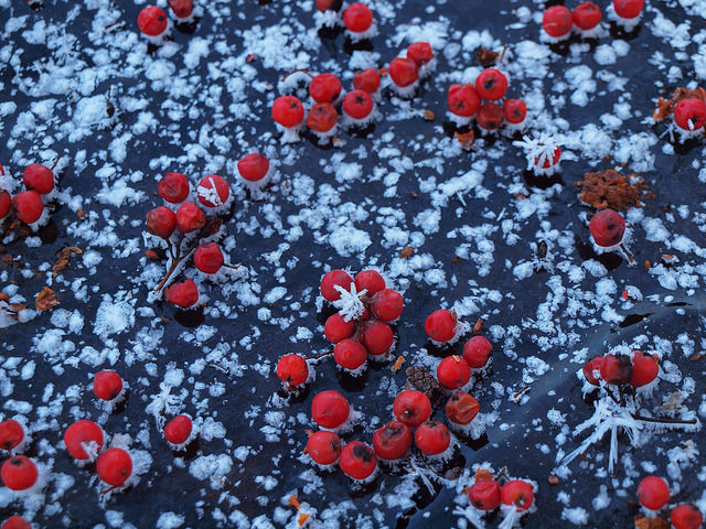 Sorbier des oiseleurs