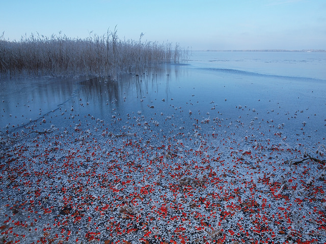 Sorbier des oiseleurs