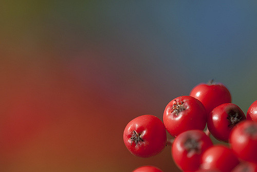 Sorbier des oiseleurs