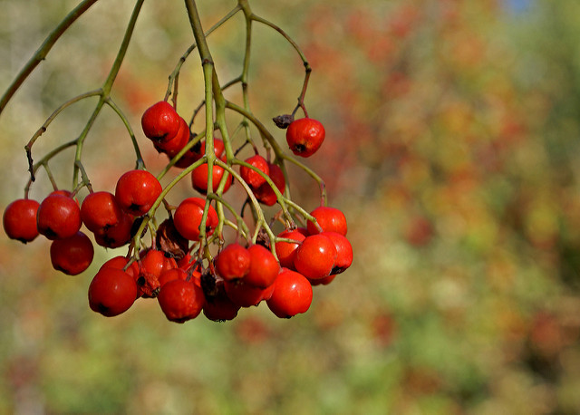Sorbier des oiseleurs
