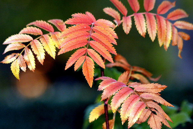 Sorbier des oiseleurs