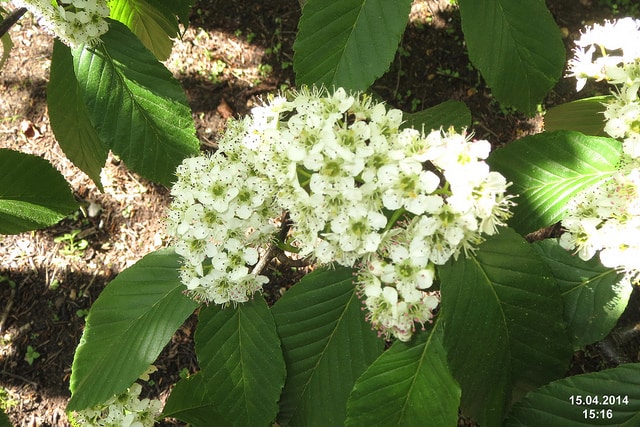 Sorbus caloneura