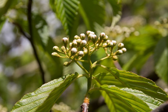 Sorbus caloneura