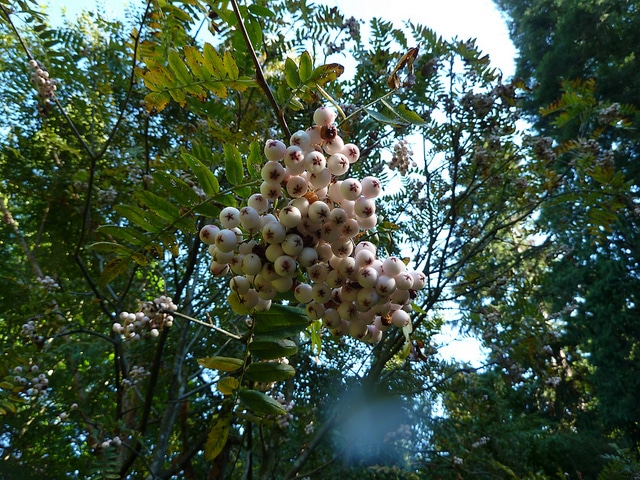 Sorbier du cachemire