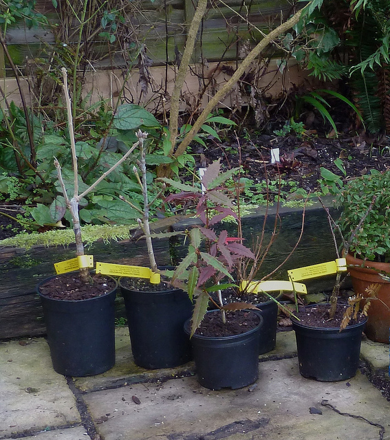 Alisier nain (Sorbus chamaemespilus)