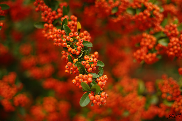 Sorbier commixta du japon (Sorbus commixta)