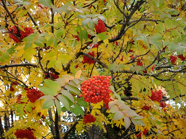 Sorbier des montagnes (Sorbus decora)