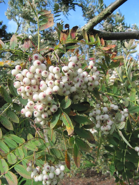 Sorbus forrestii (Sorbus forrestii)