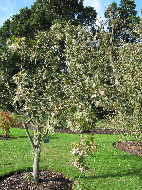 Sorbus forrestii