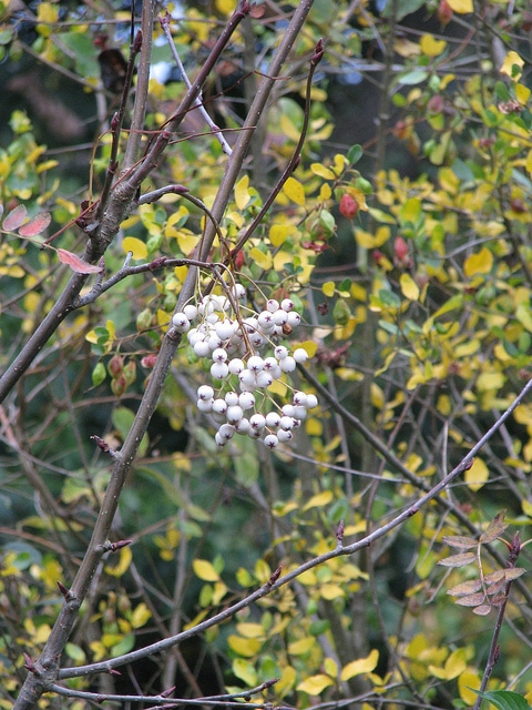 Sorbus forrestii