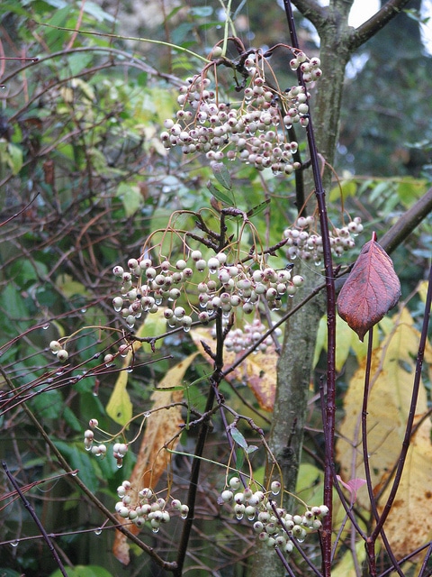 Sorbus forrestii