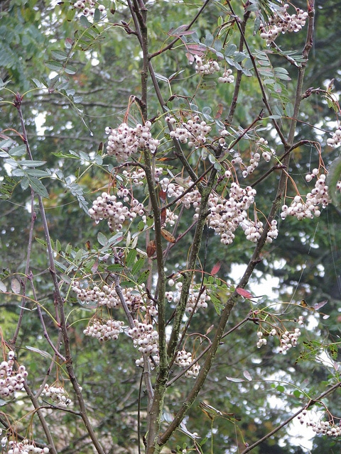 Sorbus forrestii
