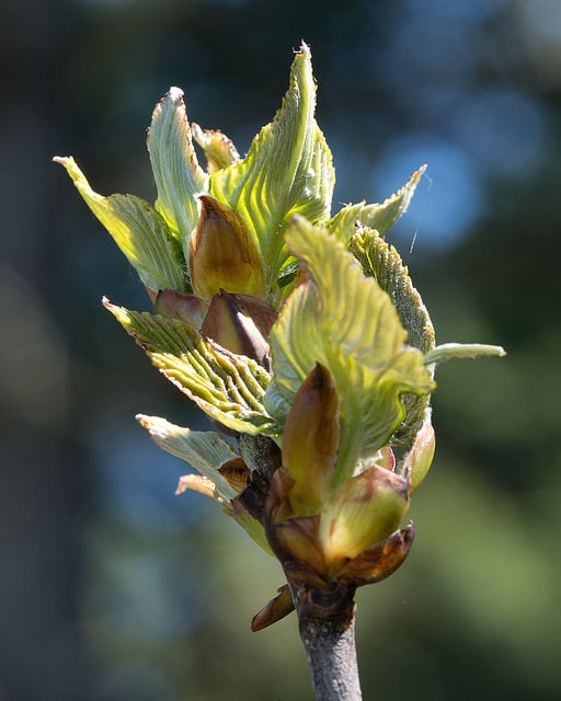 Sorbus hemsleyi