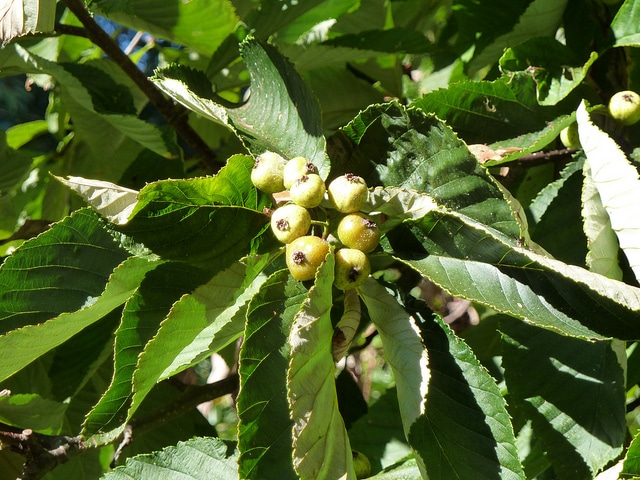 Sorbus hemsleyi