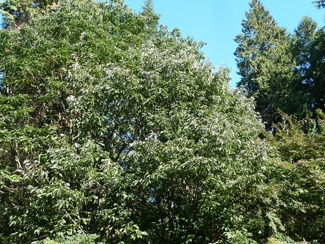 Sorbus hemsleyi (Sorbus hemsleyi)