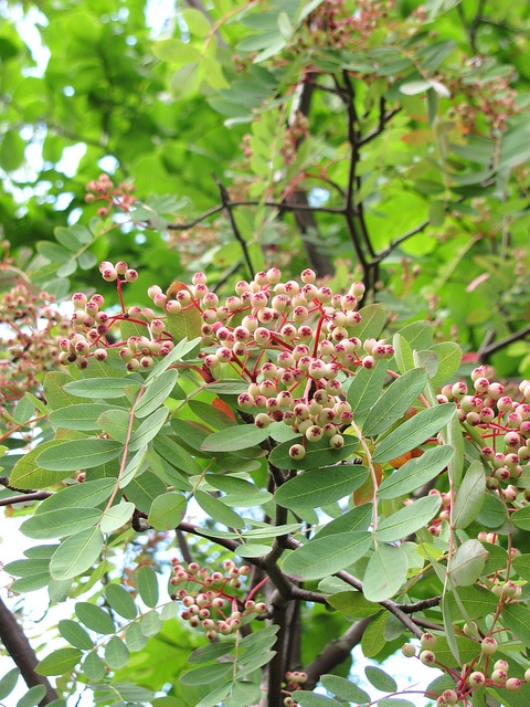 Sorbus hupehensis