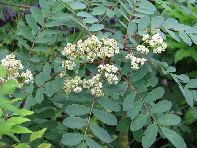 Sorbus hupehensis