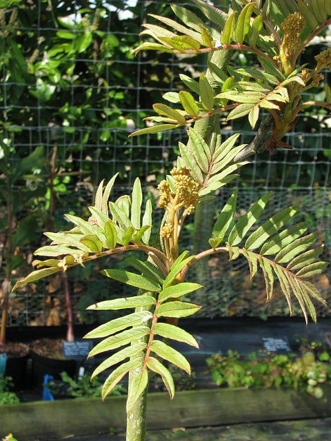 Sorbier remarquable (Sorbus insignis)