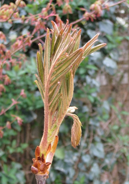 Sorbier remarquable