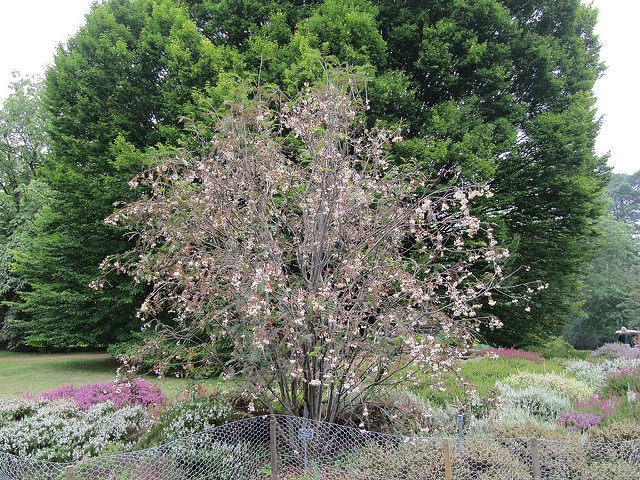 Sorbus multijuga