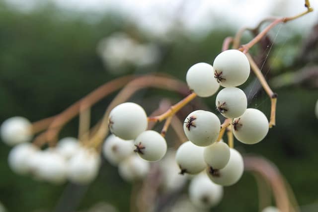 Sorbus multijuga