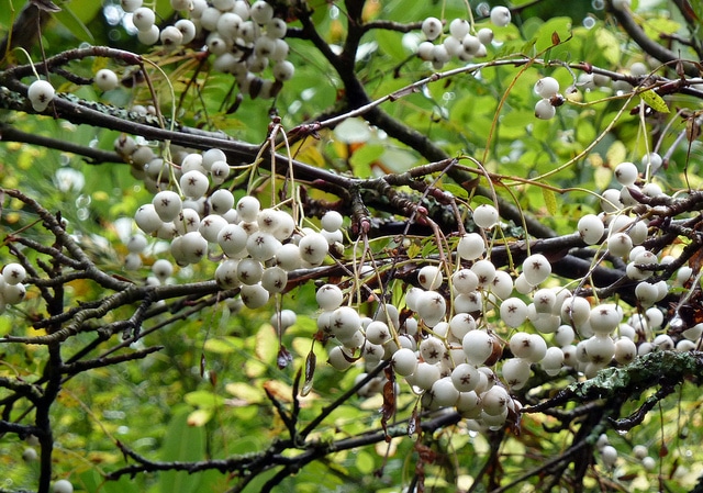 Sorbus multijuga (Sorbus koehneana)