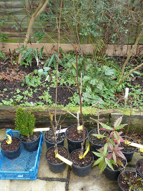 Sorbus poteriifolia