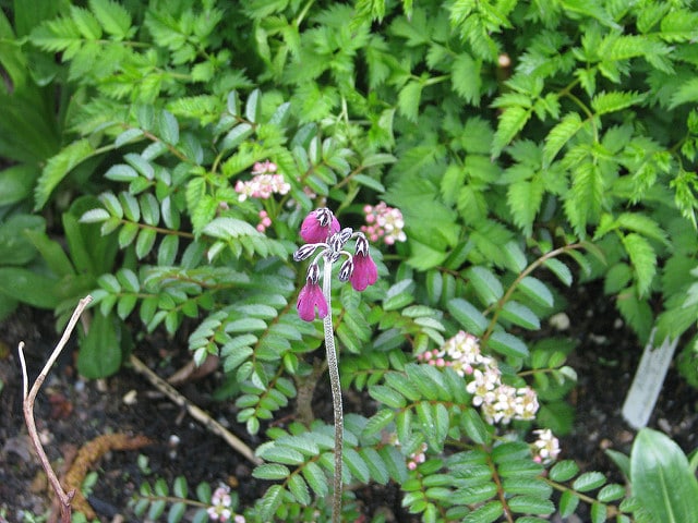Sorbus poteriifolia