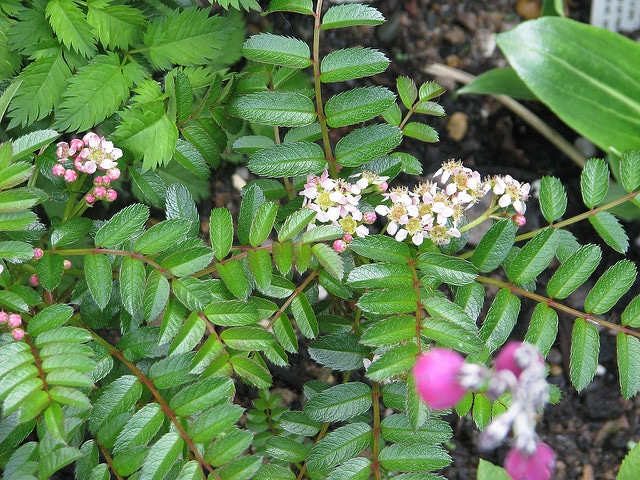 Sorbus poteriifolia