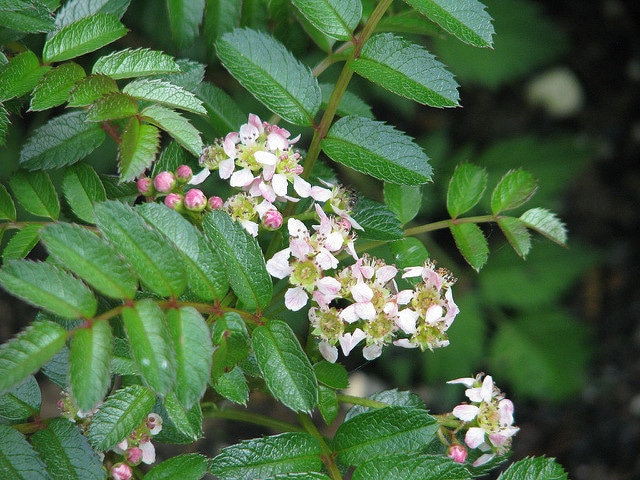 Sorbus poteriifolia