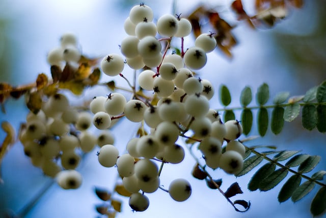 Sorbus prattii (Sorbus prattii)
