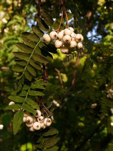 Sorbus prattii